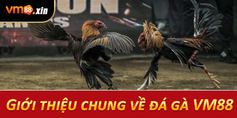 Giới thiệu chung về đá gà VM88
