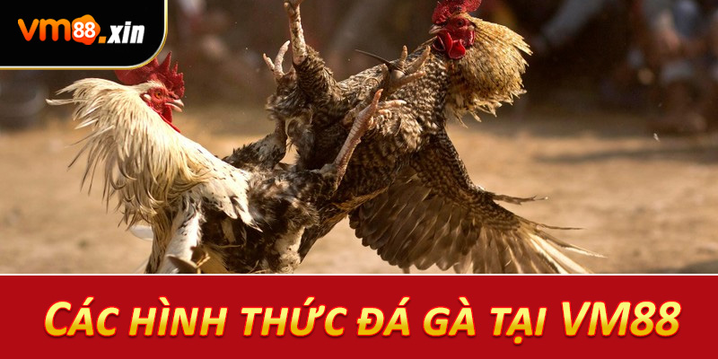 Các hình thức đá gà tại VM88