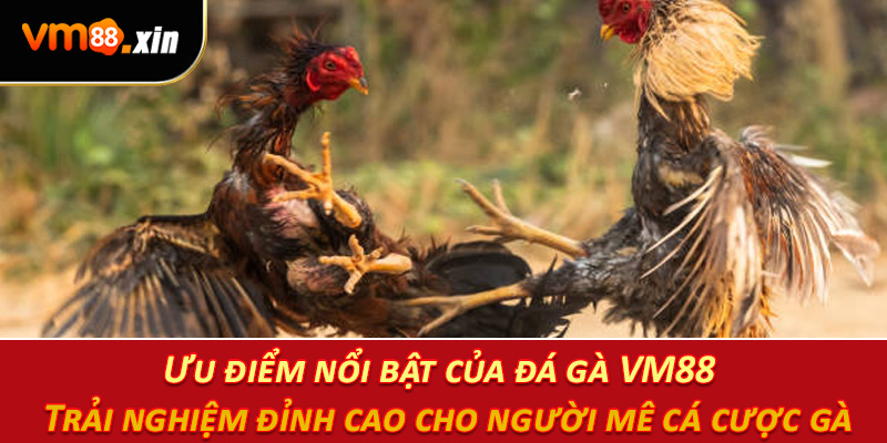 Ưu điểm nổi bật của đá gà VM88 – Trải nghiệm đỉnh cao cho người mê cá cược gà