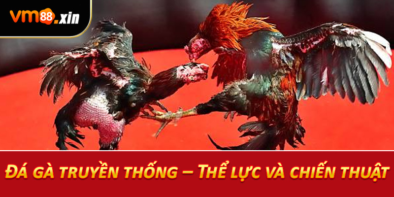 Đá gà truyền thống – Thể lực và chiến thuật